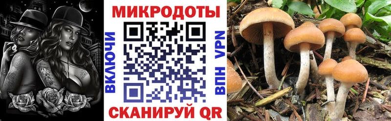 Галлюциногенные грибы мицелий  где продают   OMG ONION  Новокубанск 